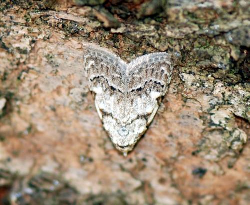 Nola confusalis