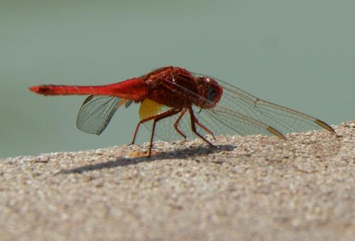 Réf. 117 804 : Crocothemis sp.