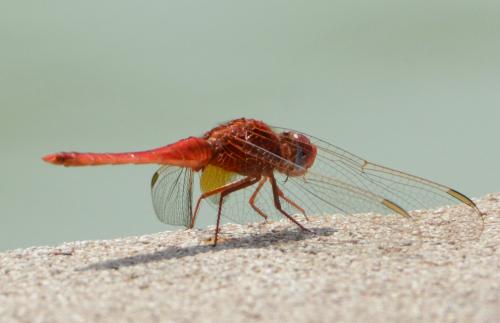 Réf. 117 855 : Crocothemis sp.
