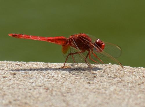 Réf. 117 803 : Crocothemis sp.
