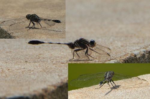 Orthetrum sabina
