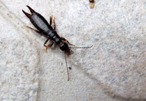 Réf. 117 249 : Euborellia moesta