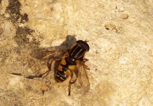 Helophilus pendulus