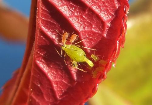 Réf. 117 751 : Macrosiphum rosae