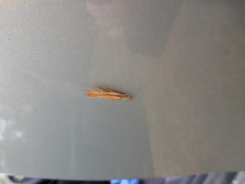 Agriphila tristella