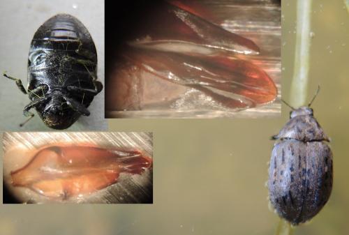 Byrrhus pilula