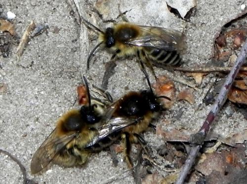 Réf. 117 377 : Colletes cunicularius