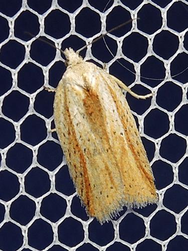 Réf. 117 229 : Acleris rufana