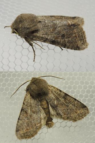 Réf. 117 240 : Orthosia incerta