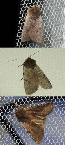 Réf. 117 238 : Cerastis rubricosa