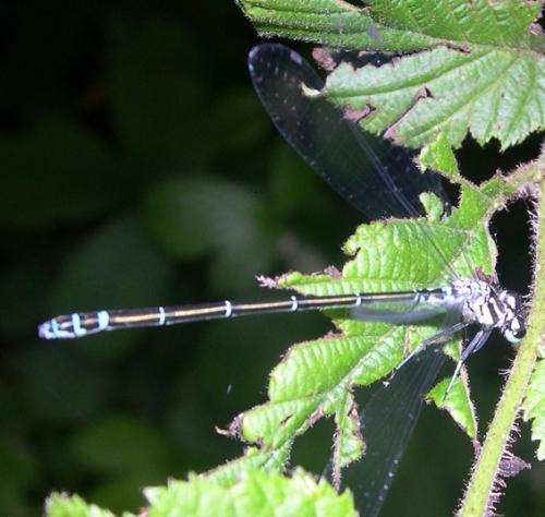 Coenagrion sp.