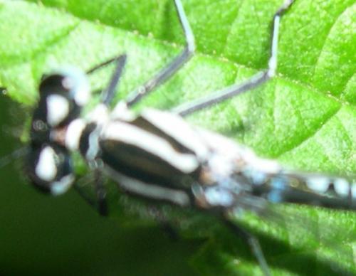 Coenagrion sp.