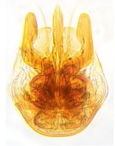 Réf. 117 040 : Ptilium exaratum