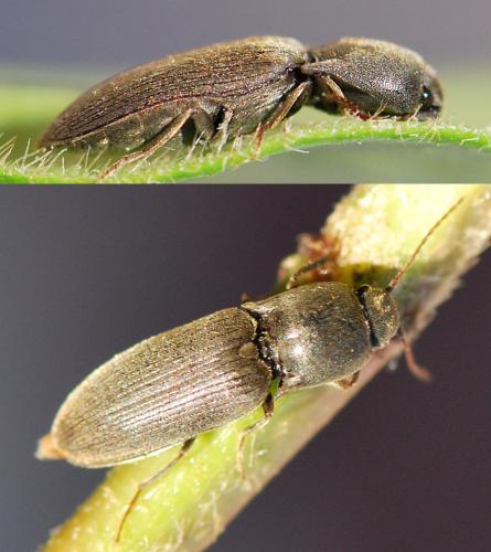 Agriotes sp.