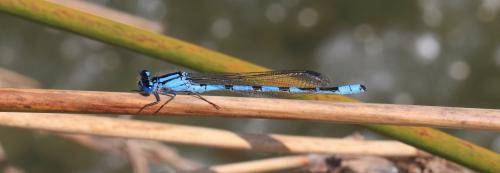Enallagma cyathigerum
