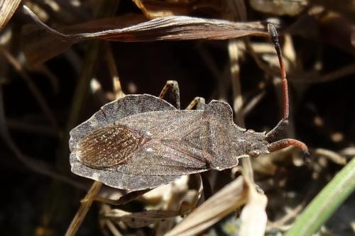 Réf. 117 395 : Enoplops scapha
