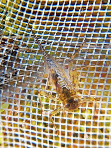 Réf. 117 204 : Epeorus sp.
