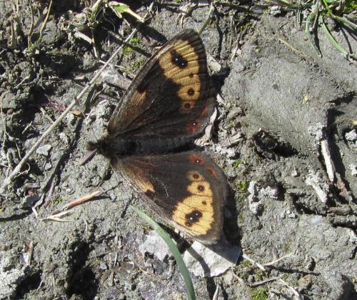 Erebia epistygne