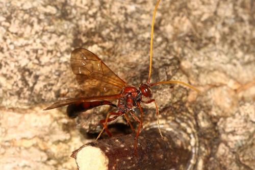 Réf. 117 643 : Eremotylus marginatus