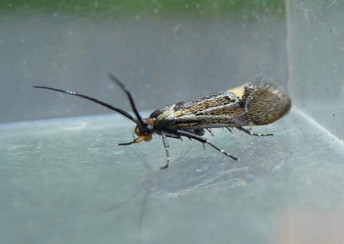 Esperia sulphurella