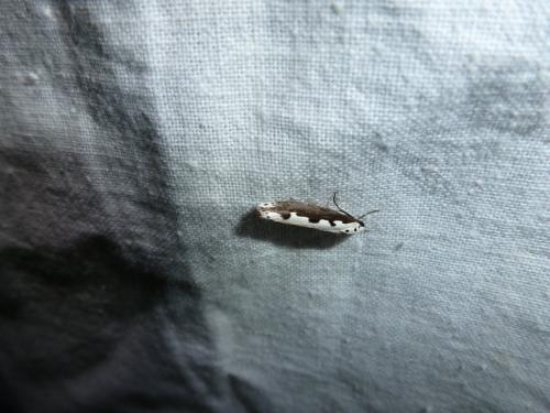 Réf. 117 815 : Ethmia bipunctella