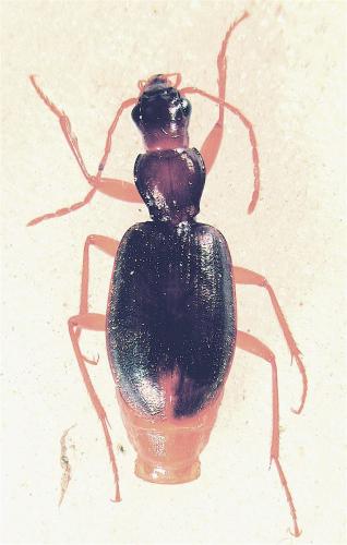 Atranus ruficollis