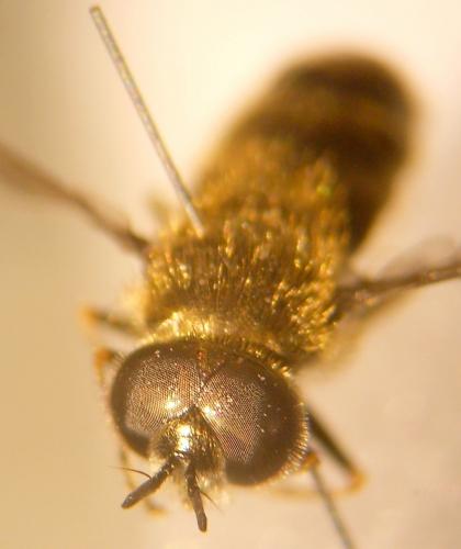 Heringia sp.