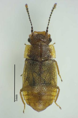Réf. 117 103 : Metopsia clypeata