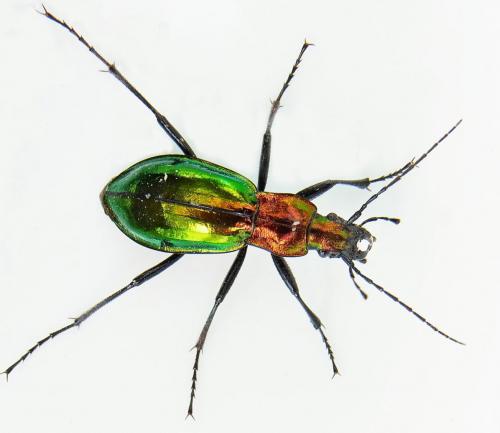 Carabus splendens