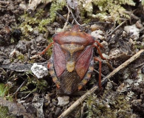 Carpocoris purpureipennis