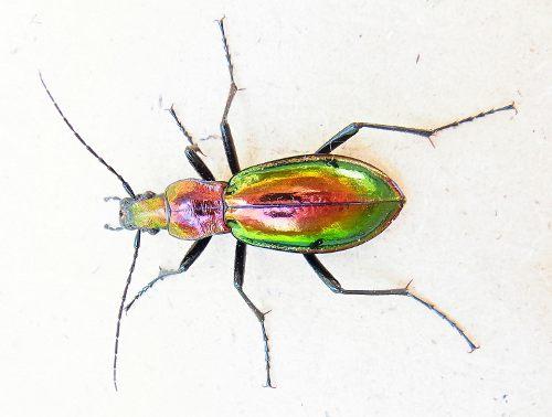 Carabus splendens