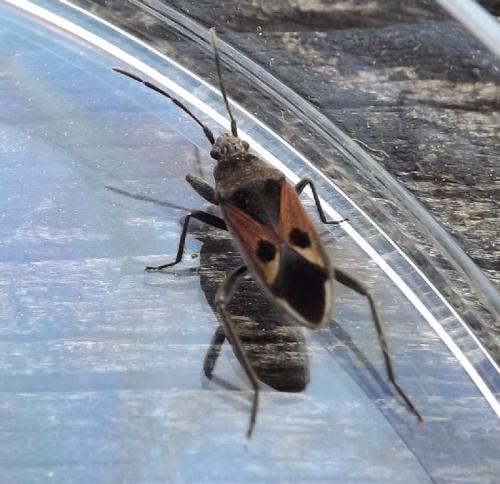Réf. 117 555 : Lasiocoris anomalus