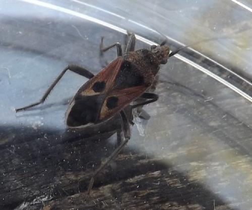 Réf. 117 556 : Lasiocoris anomalus