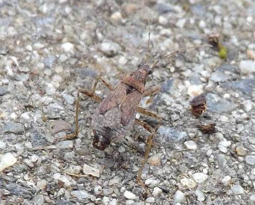 Himacerus mirmicoides