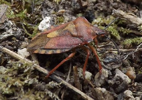 Carpocoris purpureipennis