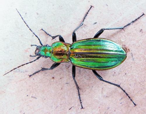 Carabus lineatus