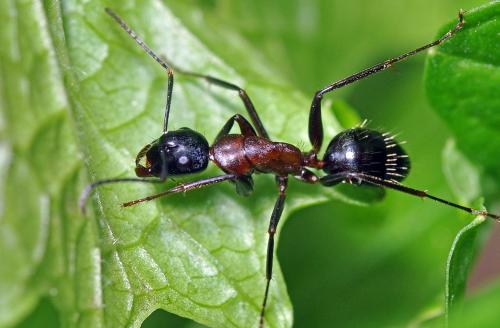 Réf. 117 446 : Camponotus sp.