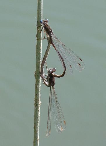 Réf. 117 374 : Sympecma fusca