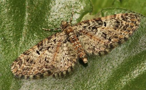 Réf. 117 267 : Eupithecia dodoneata