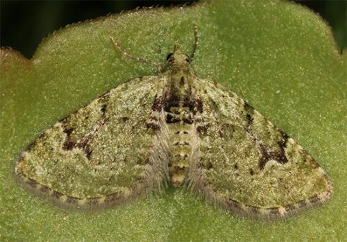 Réf. 117 437 : Chloroclystis v-ata