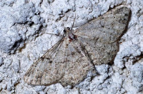Peribatodes rhomboidaria