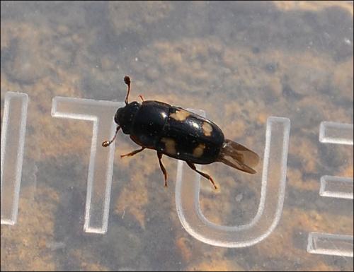 Glischrochilus quadriguttatus