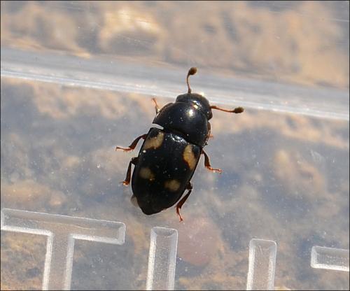 Glischrochilus quadriguttatus