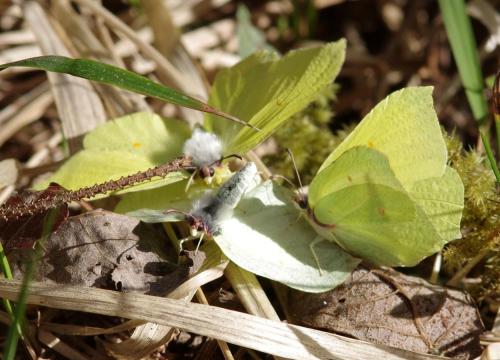 Gonepteryx rhamni
