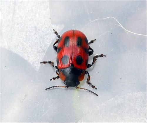 Gonioctena linnaeana