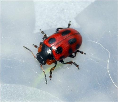 Réf. 117 599 : Gonioctena linnaeana