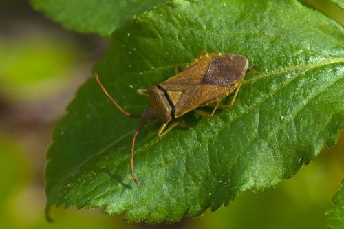 Gonocerus acuteangulatus