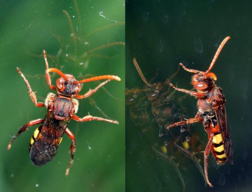 Nomada sp.