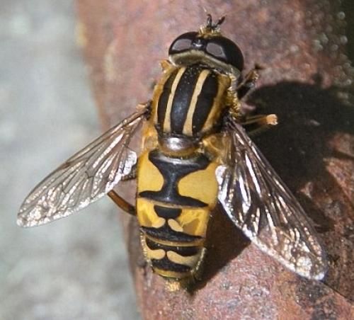 Réf. 117 973 : Helophilus pendulus