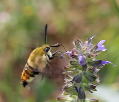 Hemaris tityus